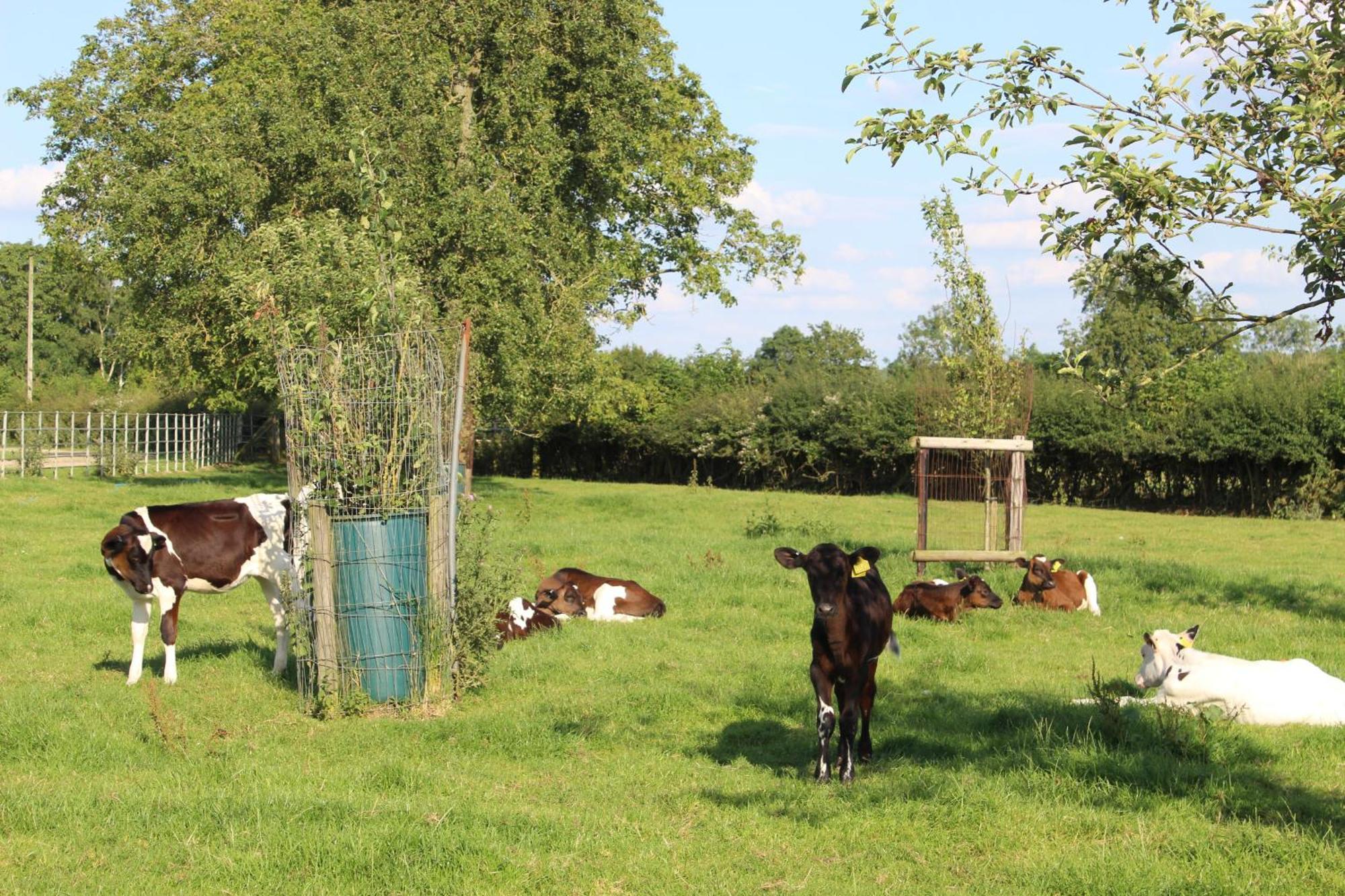 Parkfields Barns Self Catering Accommodation บักกิงแฮม ภายนอก รูปภาพ