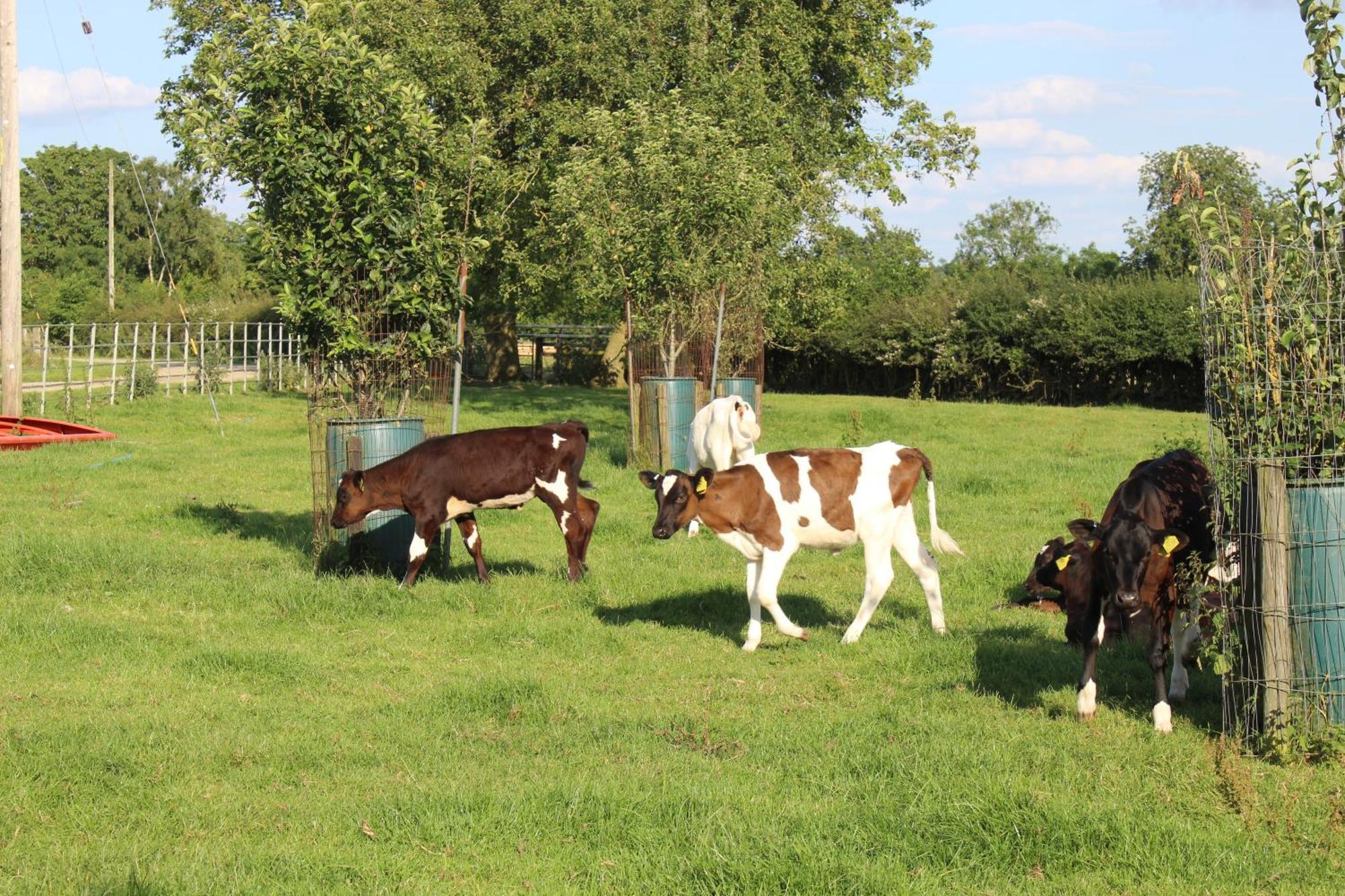 Parkfields Barns Self Catering Accommodation บักกิงแฮม ภายนอก รูปภาพ
